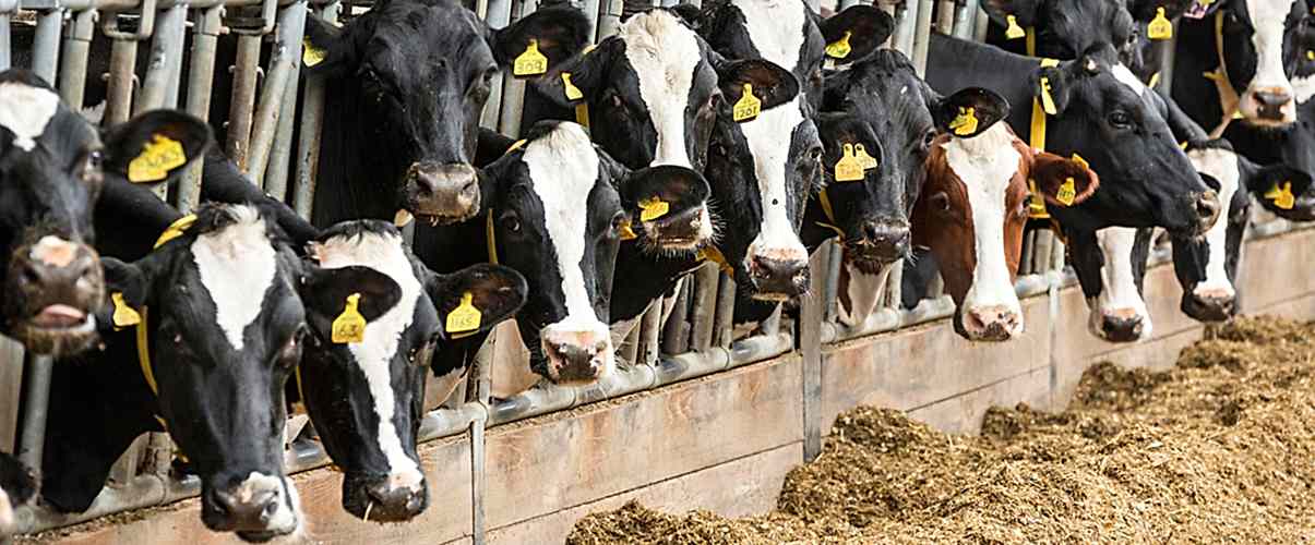 yeni-buyuk-bas-slide